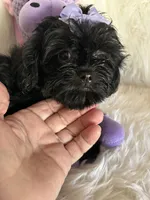 Shiloh, a female Shih Tzu and Poodle - Toy  for sale in Hesperia, CA – 2 of 10