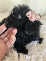 Sugar, a female Shih Tzu and Poodle - Toy  for sale in Hesperia, CA – 2 of 10