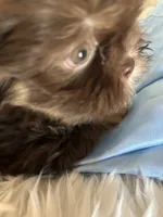 Toby, a male Shih Tzu for sale in Hesperia, CA – 2 of 10