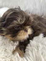 Snookie, a female Shih Tzu for sale in Hesperia, CA – 8 of 10