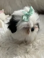 Tod, a male Shih Tzu for sale in Hesperia, CA – 4 of 10
