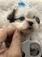 Blue, a male Shih Tzu for sale in Hesperia, CA – 4 of 10