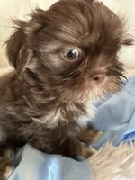 Toby, a male Shih Tzu for sale in Hesperia, CA – 7 of 10