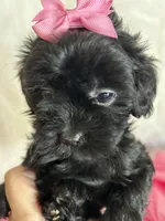 Sugar, a female Shih Tzu and Poodle - Toy  for sale in Hesperia, CA – 7 of 10