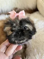 Shiba, a male Shih Tzu for sale in Hesperia, CA – 7 of 10