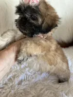 Shiba, a male Shih Tzu for sale in Hesperia, CA – 6 of 10