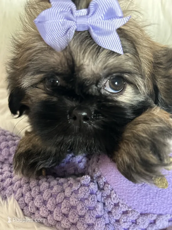 Shy – Shih Tzu puppy for sale in Hesperia, CA