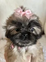 Shiba, a male Shih Tzu for sale in Hesperia, CA – 4 of 10