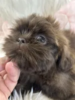 Coco, a female Shih Tzu for sale in Hesperia, CA – 3 of 10