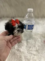 Tiny, a male Shih Tzu for sale in Hesperia, CA – Photo 9 of 10