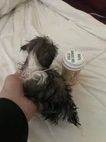 Tiny, a male Shih Tzu for sale in Hesperia, CA – Photo 3 of 10