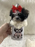 Tiny, a male Shih Tzu for sale in Hesperia, CA – Photo 8 of 10