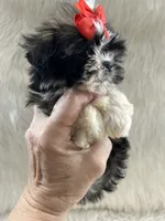 Tiny, a male Shih Tzu for sale in Hesperia, CA – Photo 2 of 10