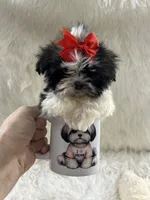 Tiny, a male Shih Tzu for sale in Hesperia, CA – Photo 1 of 10