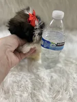 Tiny, a male Shih Tzu for sale in Hesperia, CA – Photo 5 of 10