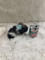 Tiny, a male Shih Tzu for sale in Hesperia, CA – Photo 4 of 10