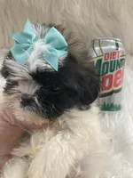 Tiny, a male Shih Tzu for sale in Hesperia, CA – Photo 10 of 10