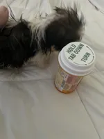 Tiny, a male Shih Tzu for sale in Hesperia, CA – Photo 6 of 10