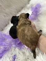 Midget, a female Shih Tzu for sale in Hesperia, CA – 7 of 10