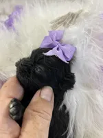Midget, a female Shih Tzu for sale in Hesperia, CA – 4 of 10