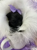 Midget, a female Shih Tzu for sale in Hesperia, CA – 5 of 10