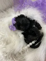 Midget, a female Shih Tzu for sale in Hesperia, CA – 9 of 10