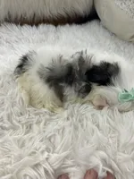 Tod, a male Shih Tzu for sale in Hesperia, CA – 3 of 10