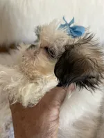 Bret, a male Shih Tzu for sale in Hesperia, CA – 6 of 10