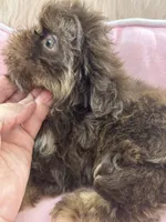 Puppy three, a female Shih Tzu for sale in Hesperia, CA – Photo 8 of 10