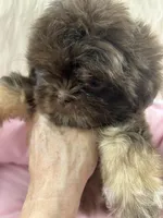 Puppy three, a female Shih Tzu for sale in Hesperia, CA – Photo 10 of 10