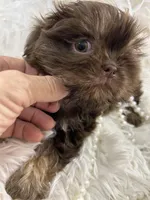 Puppy three, a female Shih Tzu for sale in Hesperia, CA – Photo 3 of 10