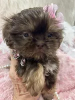 Puppy three, a female Shih Tzu for sale in Hesperia, CA – Photo 9 of 10