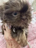 Puppy three, a female Shih Tzu for sale in Hesperia, CA – Photo 4 of 10