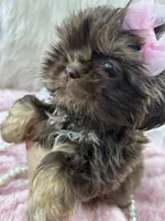 Puppy three, a female Shih Tzu for sale in Hesperia, CA – Photo 1 of 10