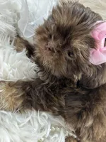 Puppy three, a female Shih Tzu for sale in Hesperia, CA – Photo 2 of 10