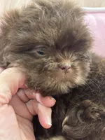 Puppy three, a female Shih Tzu for sale in Hesperia, CA – Photo 7 of 10