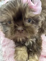 Puppy three, a female Shih Tzu for sale in Hesperia, CA – Photo 6 of 10