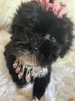 Snookie, a female Shih Tzu and Poodle - Toy  for sale in Hesperia, CA – 6 of 10
