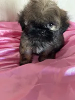 Shy, a female Shih Tzu for sale in Hesperia, CA – 9 of 10