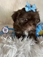 Toby, a male Shih Tzu for sale in Hesperia, CA – 5 of 10