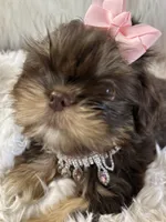 Mocha, a female Shih Tzu for sale in Hesperia, CA – 8 of 10
