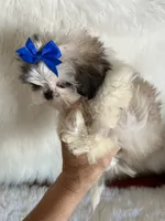 Bret, a male Shih Tzu for sale in Hesperia, CA – 10 of 10