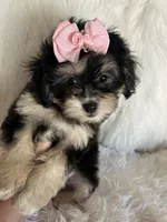 Phantom, a female Shih Tzu and Poodle - Toy  for sale in Hesperia, CA – 5 of 10
