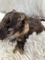 Snookie, a female Shih Tzu for sale in Hesperia, CA – 5 of 10