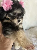 Phantom, a female Shih Tzu and Poodle - Toy  for sale in Hesperia, CA – 9 of 10