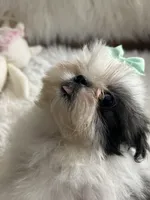 Tod, a male Shih Tzu for sale in Hesperia, CA – 10 of 10