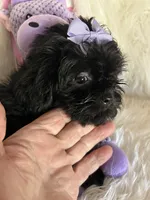 Shiloh, a female Shih Tzu and Poodle - Toy  for sale in Hesperia, CA – 3 of 10
