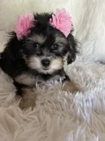 Phantom, a female Shih Tzu and Poodle - Toy  for sale in Hesperia, CA – 1 of 10