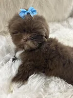 Coco, a male Shih Tzu for sale in Hesperia, CA – Photo 8 of 10