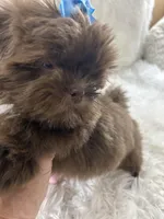 Coco, a male Shih Tzu for sale in Hesperia, CA – Photo 2 of 10